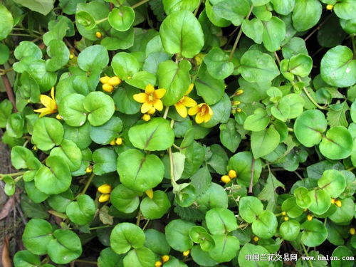 天麻种植，经济效益可观！