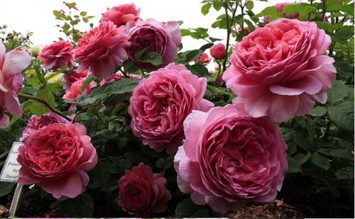 苏醒月季的耐热性