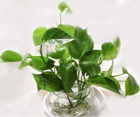 观叶植物选什么叶面肥好？过来人教你如何挑选