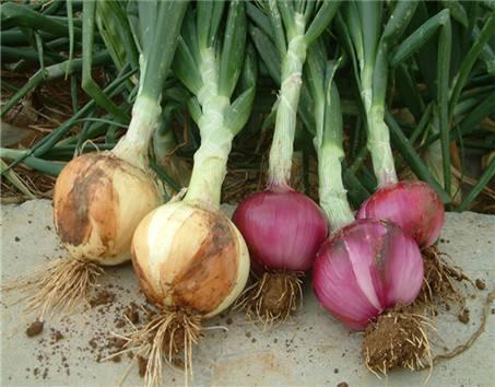 番薯叶和洋葱：生命力顽强