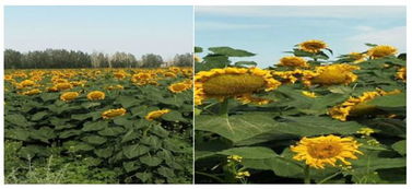 阴坡地里的秘密花园