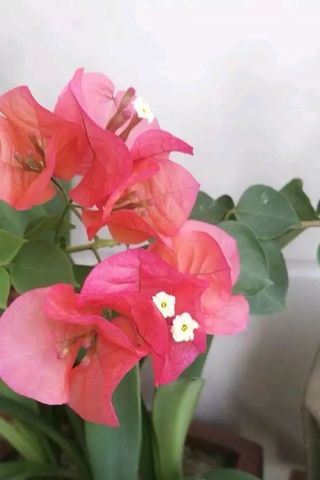 三角梅不开花？试试修剪、施肥、光照