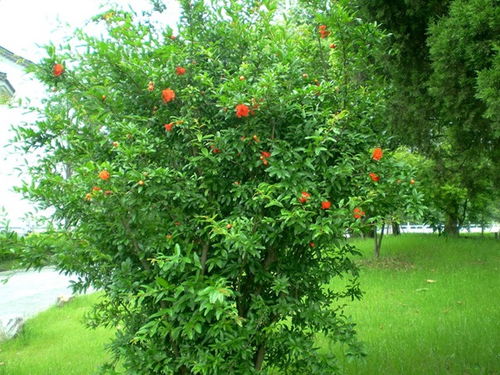 花石榴的神秘家园