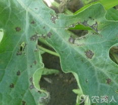 百菌清，是个啥？