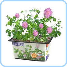 香气扑鼻的薰衣草和迷迭香