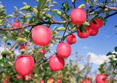 苹果斑点落叶病，防治方法大揭秘那个！