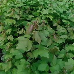 彩叶苗木， 绿化新宠