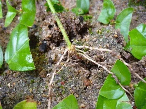植物快速生根，生根粉直接浇土里安全吗