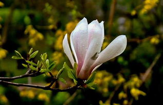 白玉兰繁殖小知识