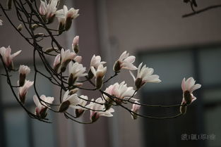 玉兰花：春风中的使者