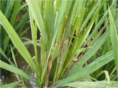 水稻纹枯病的防治药剂选择