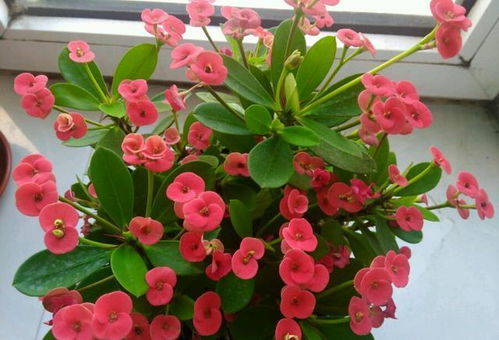 全年开花， 别被坑了