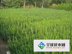 油松种子的小翅膀有什么特殊功嫩，嫩让北方山区遍地生长的油松繁衍不息？