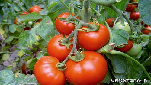 大棚西红柿浇水，指通过灌溉系统对西红柿进行水分补给