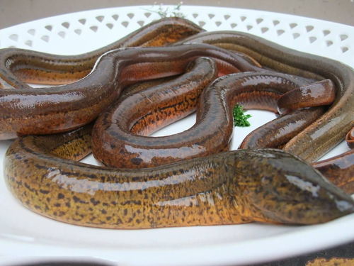 泥鳅、黄鳝、兔子繁殖各有技巧，了解其繁殖特点至关重要