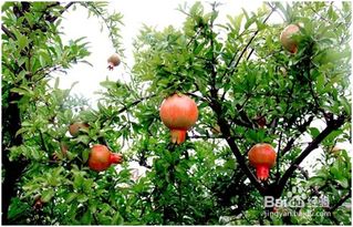 石榴：果实累累的吉祥树