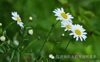 植物中哪些生命形态最能体现教师精神