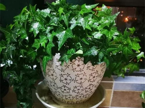 “绿植之王，你认识它吗