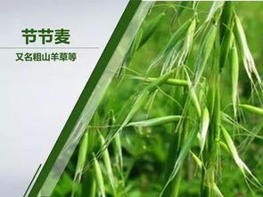 甲维盐：三天灭吸浆虫，挽回30%小麦产量，但这方法行得通吗？