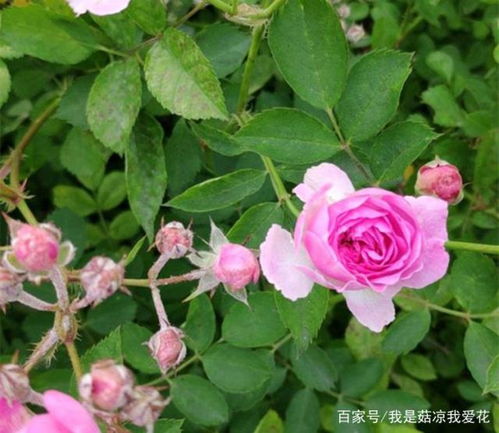 花长腻虫怎么办？试试这几种简单又有效的方法
