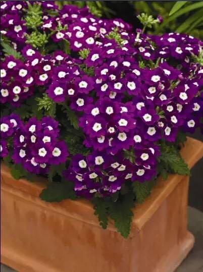 这里插播个冷知识：