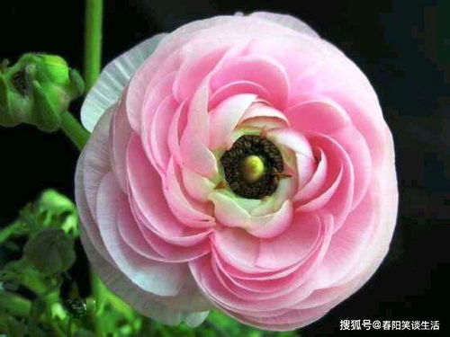 如何根据花毛茛的生长习性，科学地运用栽培技术要点进行养护管理