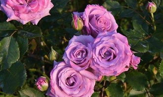 紫红色花朵，花径12厘米