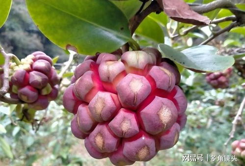 富贵籽果实发黑，是品质问题吗
