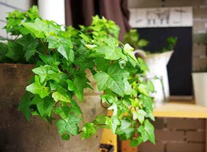 常春藤枯萎之谜：揭秘原因及应对策略