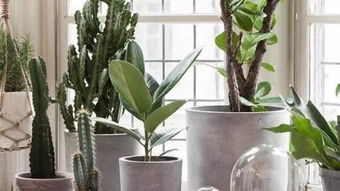 极地开花奇迹：北极罂粟