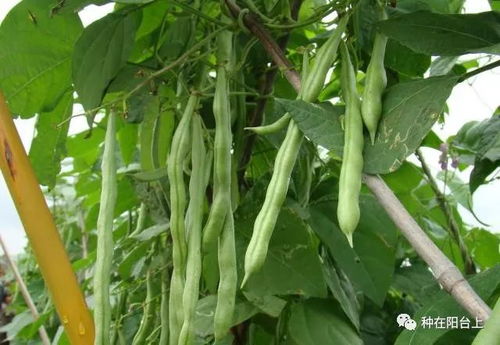 四季豆从播种到收获，每个生长阶段的管理要点有哪些