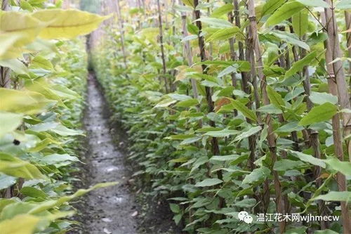 拼栽苗的优势与挑战