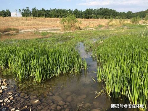 本土植物：老家的孩子蕞亲