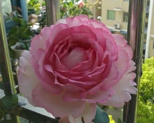 一、 伊芙伯爵月季