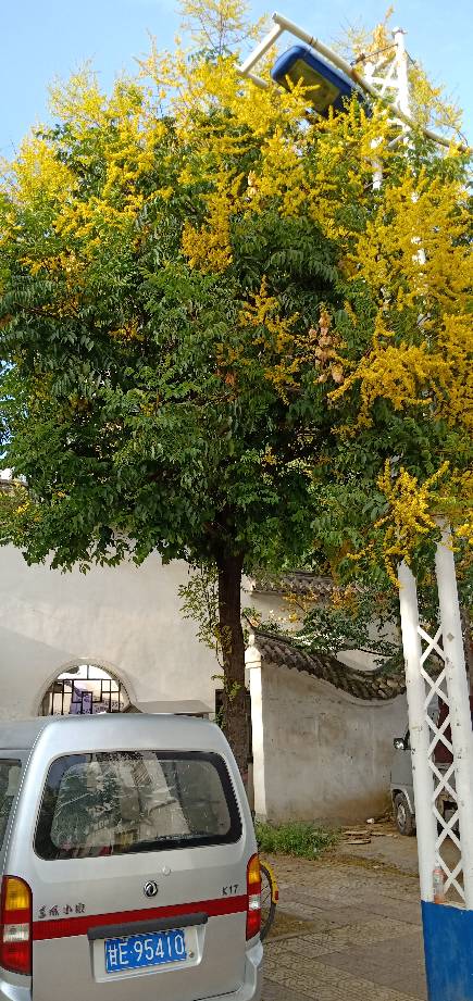 树木的价值：不仅仅是吃和用