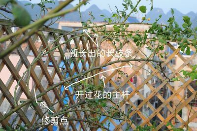 修剪老枝，得留个心眼