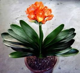 闭眼入的4大金刚（附成本表）