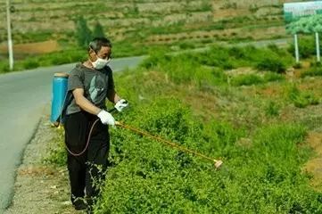 不同级别的人参西洋参产品