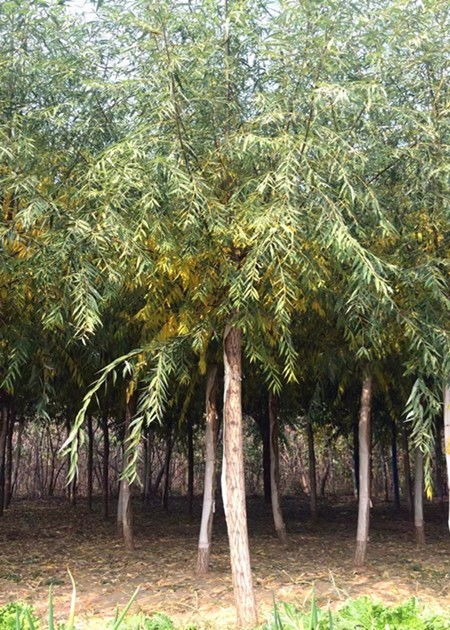 栽植技巧， 成活率是关键