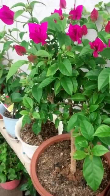 三角梅肥料多了怎么办？如何调整施肥策略