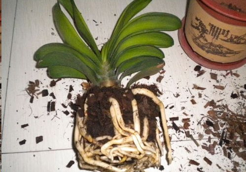 平安树换盆时需要注意哪些细节，才能避免对树木造成伤害