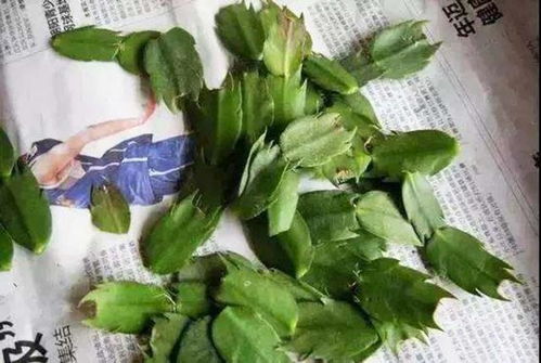 草炭土和蛭石， 改善土壤结构