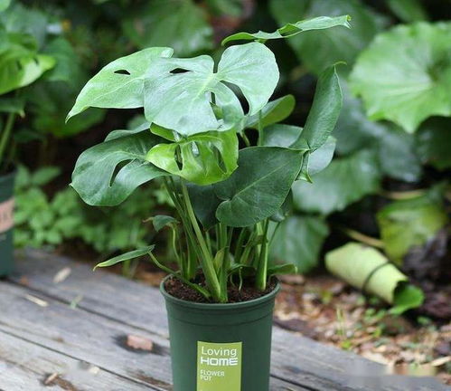 盆栽植物叶片除虫，如何快速有效