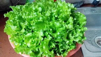 酒瓶兰施肥指南，浇水技巧一招get！