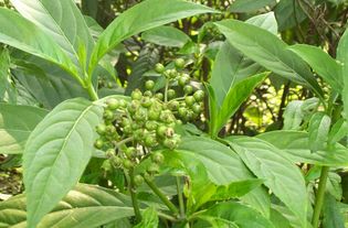 含栀子中药的广泛应用