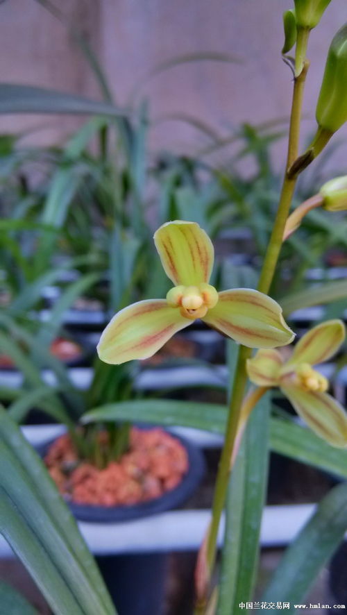 四季海棠摘心，了解一下？