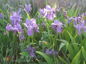 解决方案：让鸢尾兰茁壮成长的小窍门