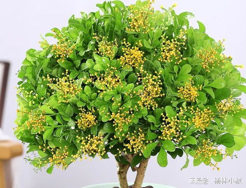 菊花花期最后如何养护才能延长观赏期