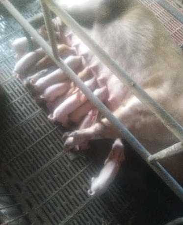 母猪怀不上，是饲养管理出了哪些问题？