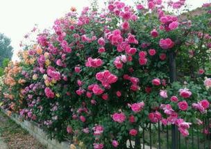 藤本月季：打造花墙的极佳品种